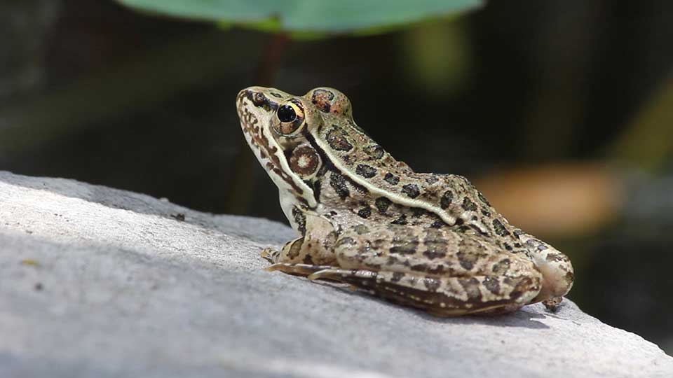 Flying the Franklins, Blue Mountain Peak & A Frog Pond