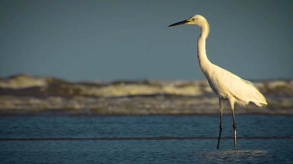 Coastal Birds, Horned Lizards & Desert Plants