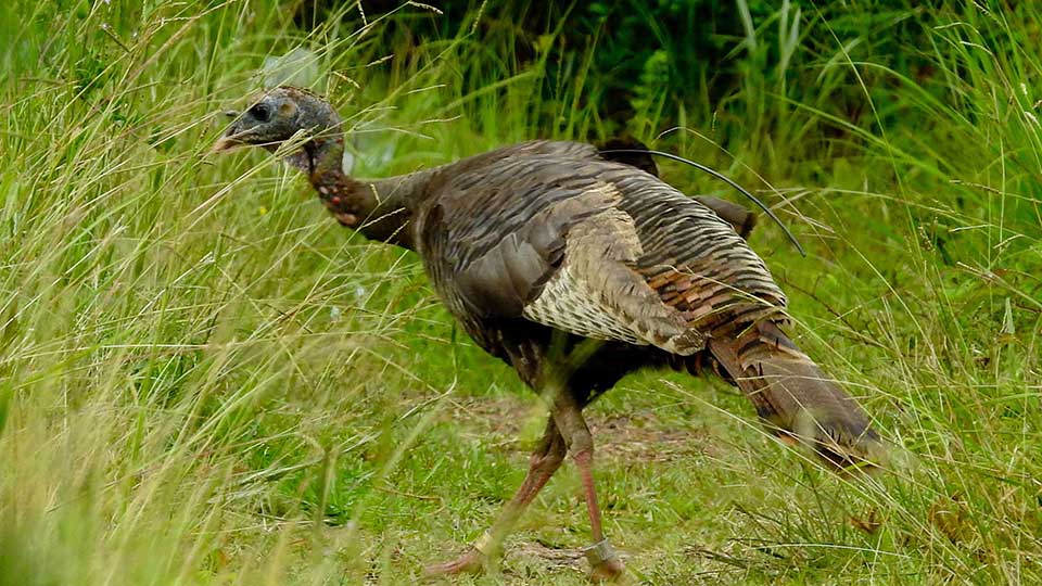 Traveling Turkeys, Wild Teachers & Saving Sharks
