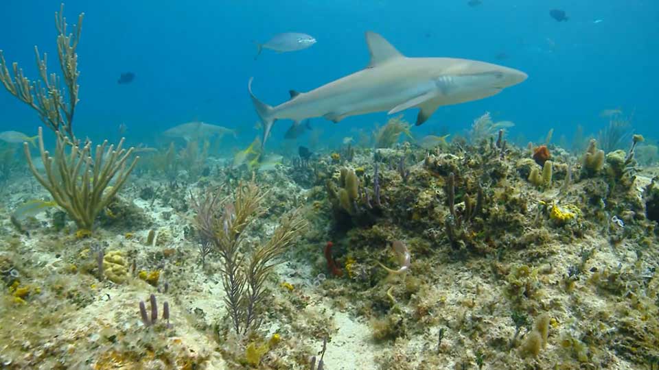 Traveling Turkeys, Wild Teachers & Saving Sharks