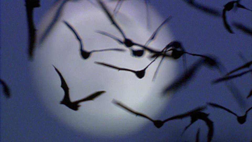Bat Noses, Involved Angler & Wildlife Watchdogs