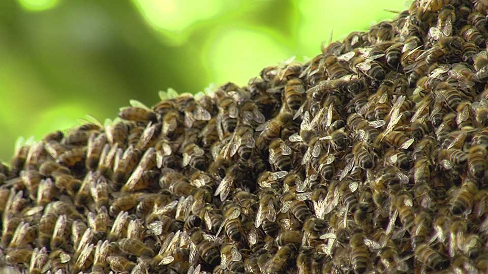 Moving Bees, Razing Cane & Wildlife Winds
