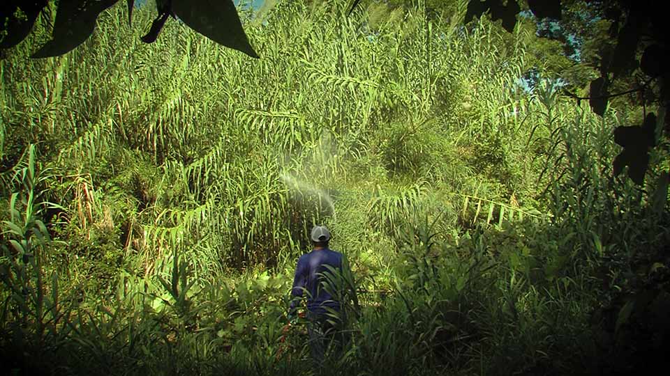 Moving Bees, Razing Cane & Wildlife Winds