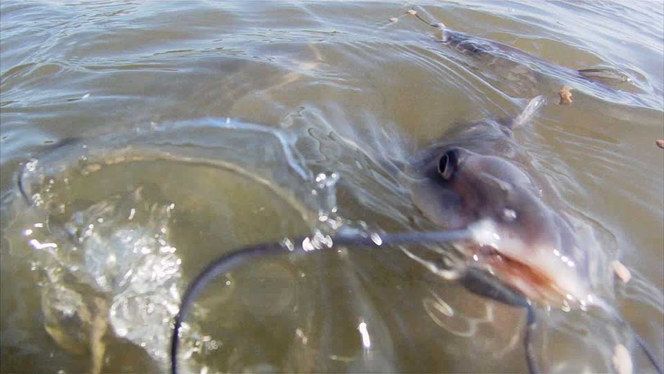 Hatching Fish, Seeking Squirrels & River Reclamation