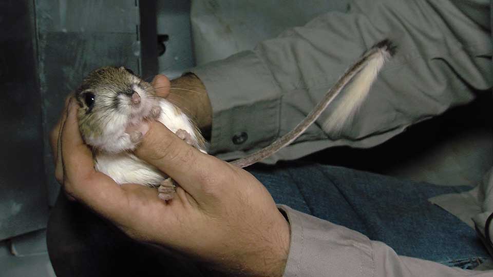 Kangaroo Rats, Student Host & LBJ’s Legacy