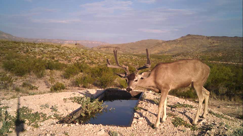 Say Cheese, Blue Suckers & Nature Photos
