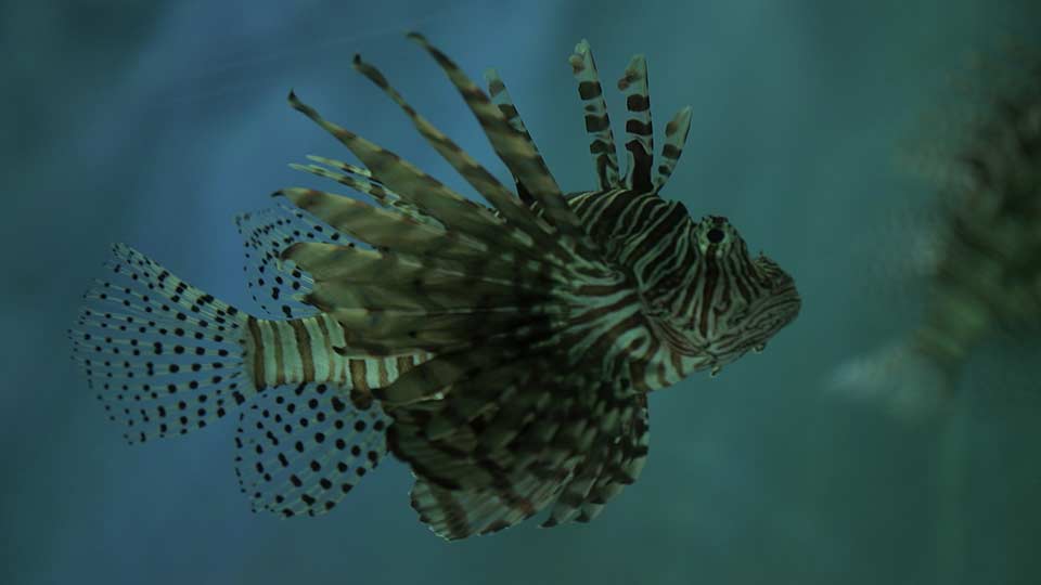 Prairie Chickens, Gargantuan Gar & Lionfish