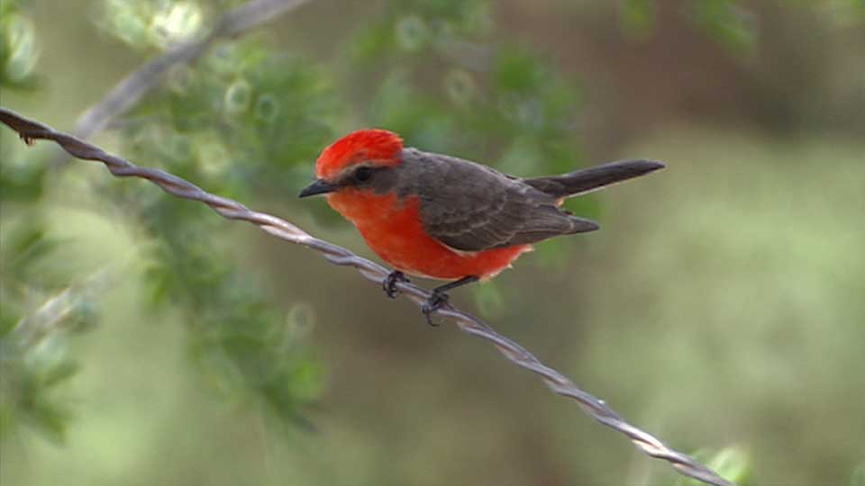 Ranch Wildlife, Conservation Dollars & Kickapoo Cavern
