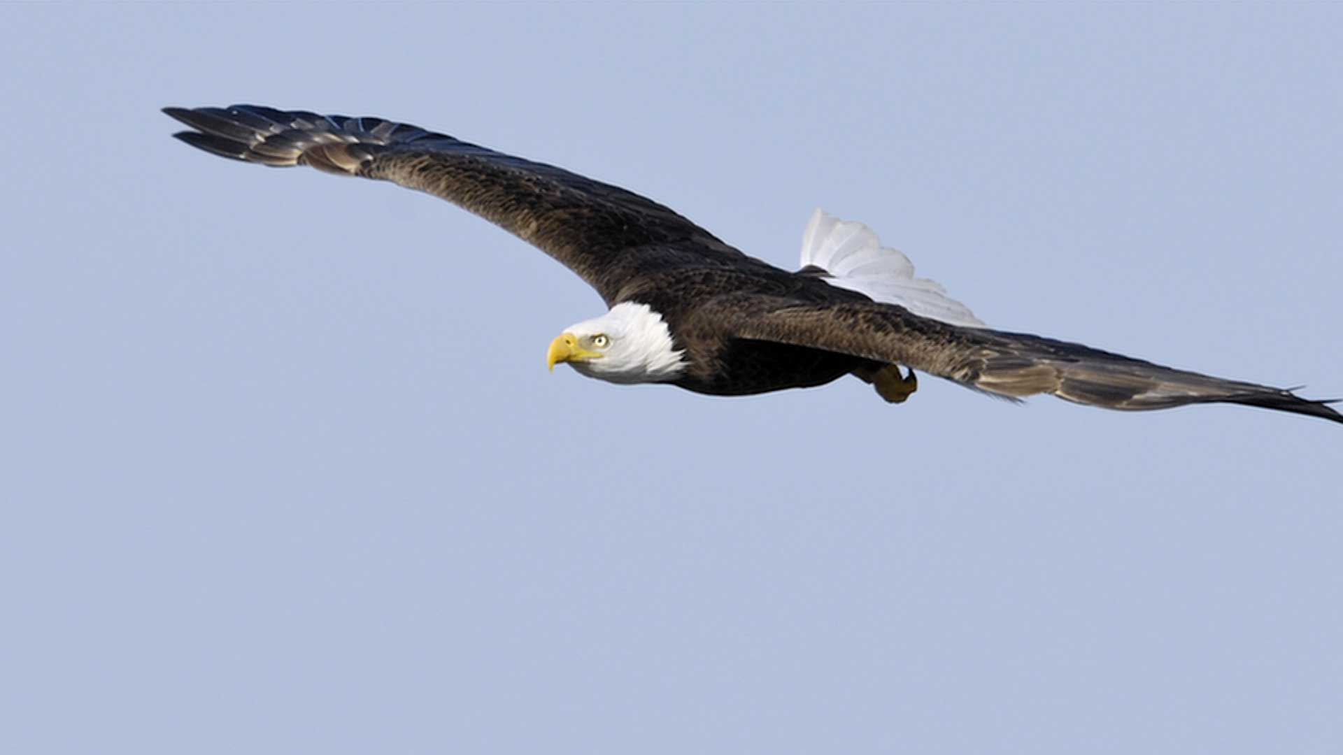 Bald Eagles, Catching & Cooking Crappie