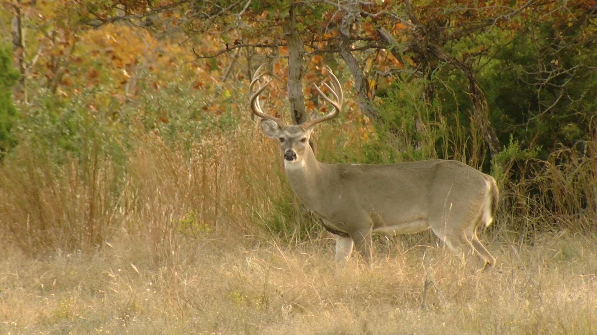 Hunters Welcome, Goldthwaite Goldmine & Some Deer