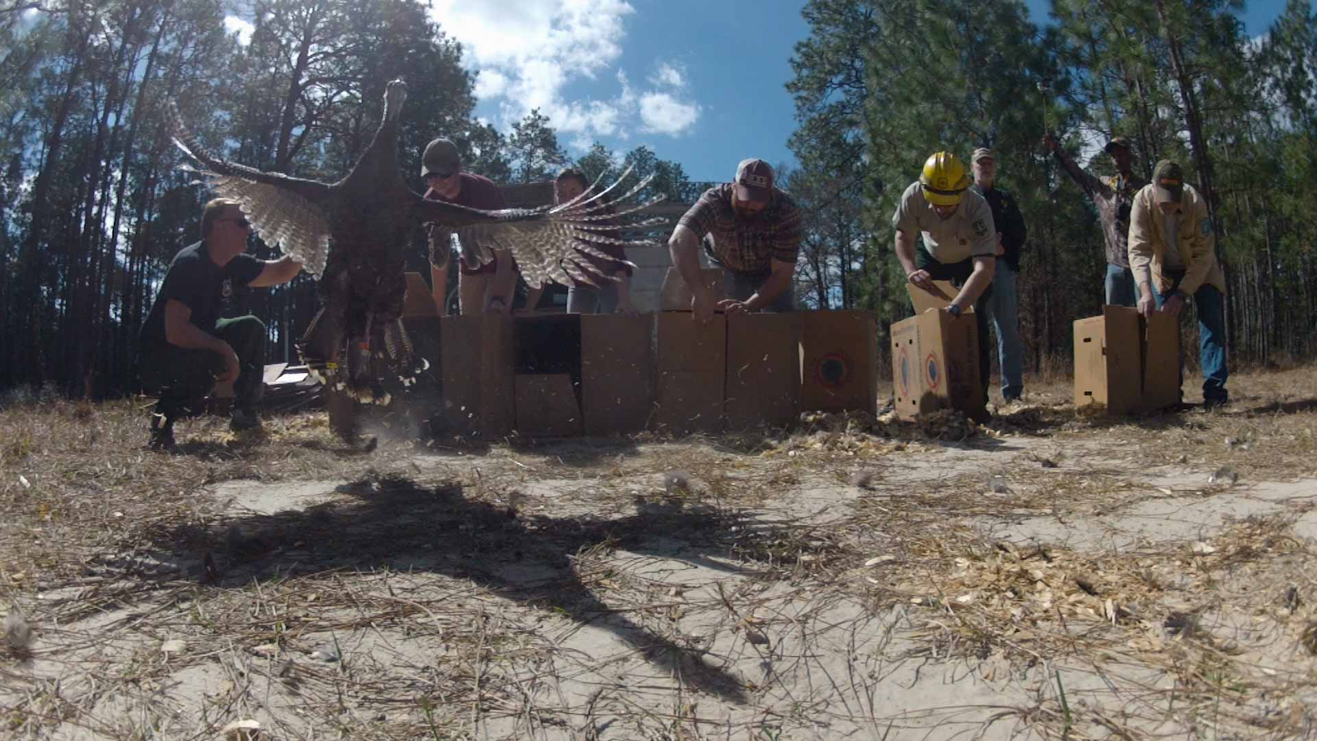 Turkey Work, Turkey Calls & Turkey Talk