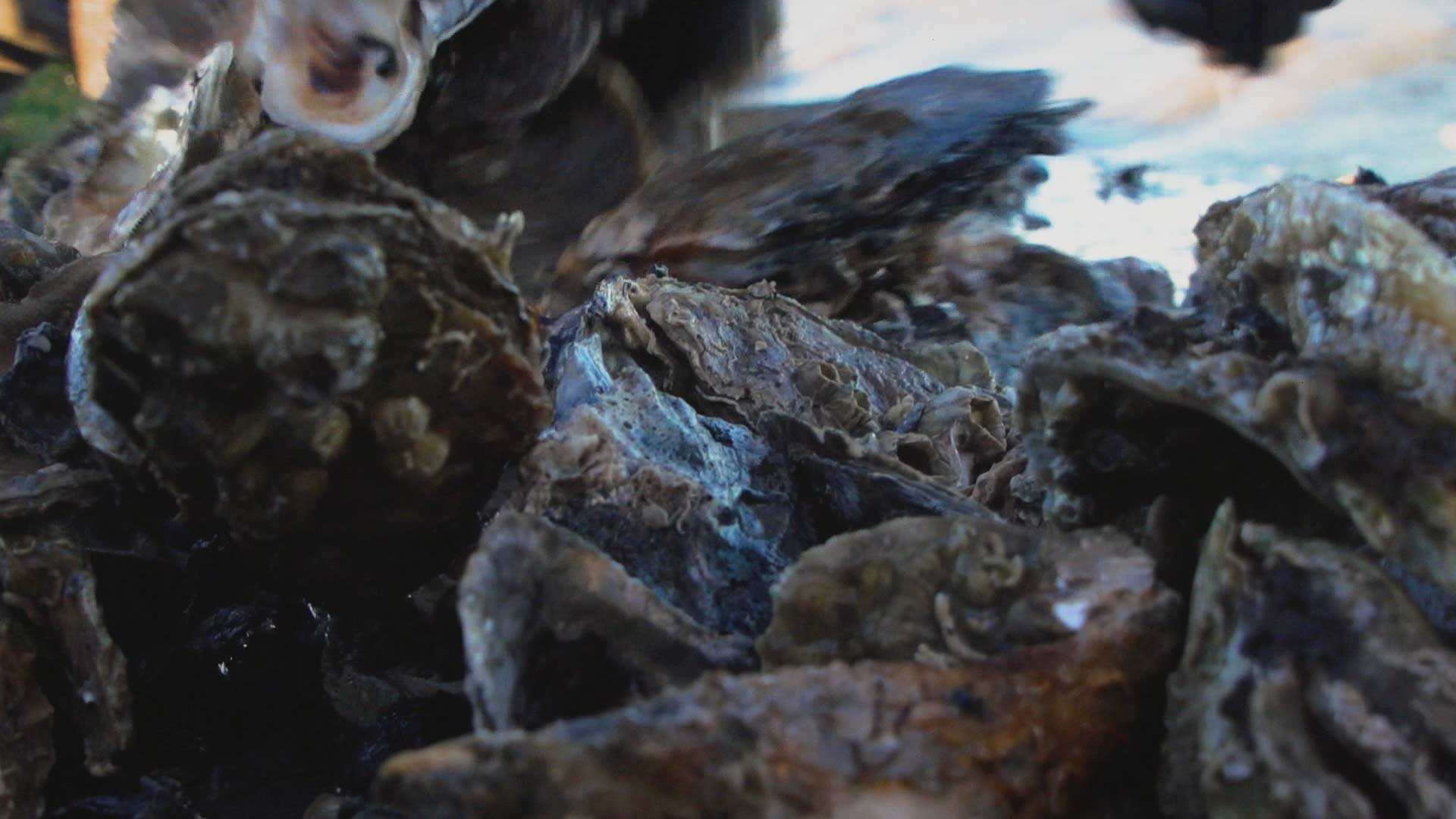 Reading Green, Oyster Industry & Quality Water
