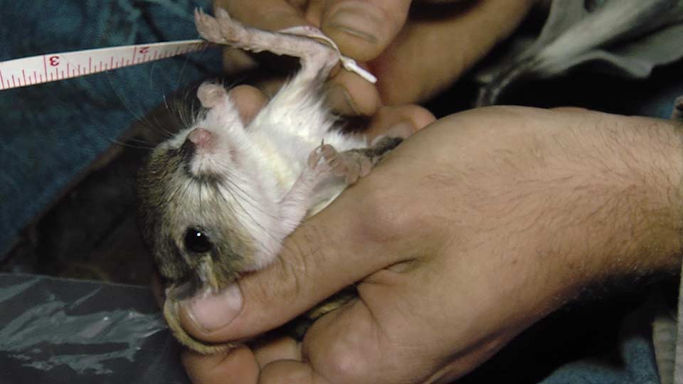 Kangaroo Rats, an Outdoor Writer & Saving Bats