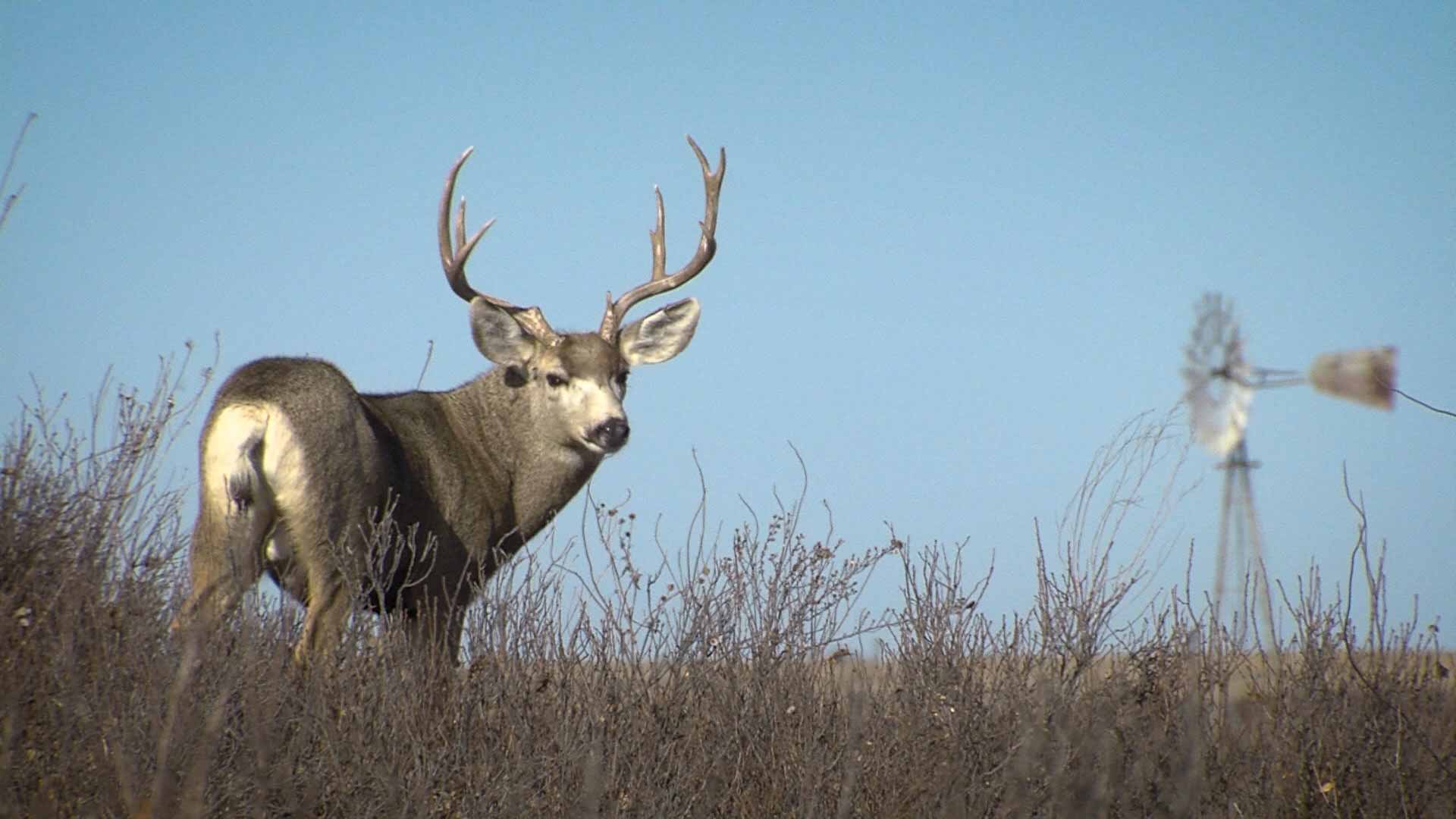 Goliad Paddling, Protecting Deer & Conservation Art