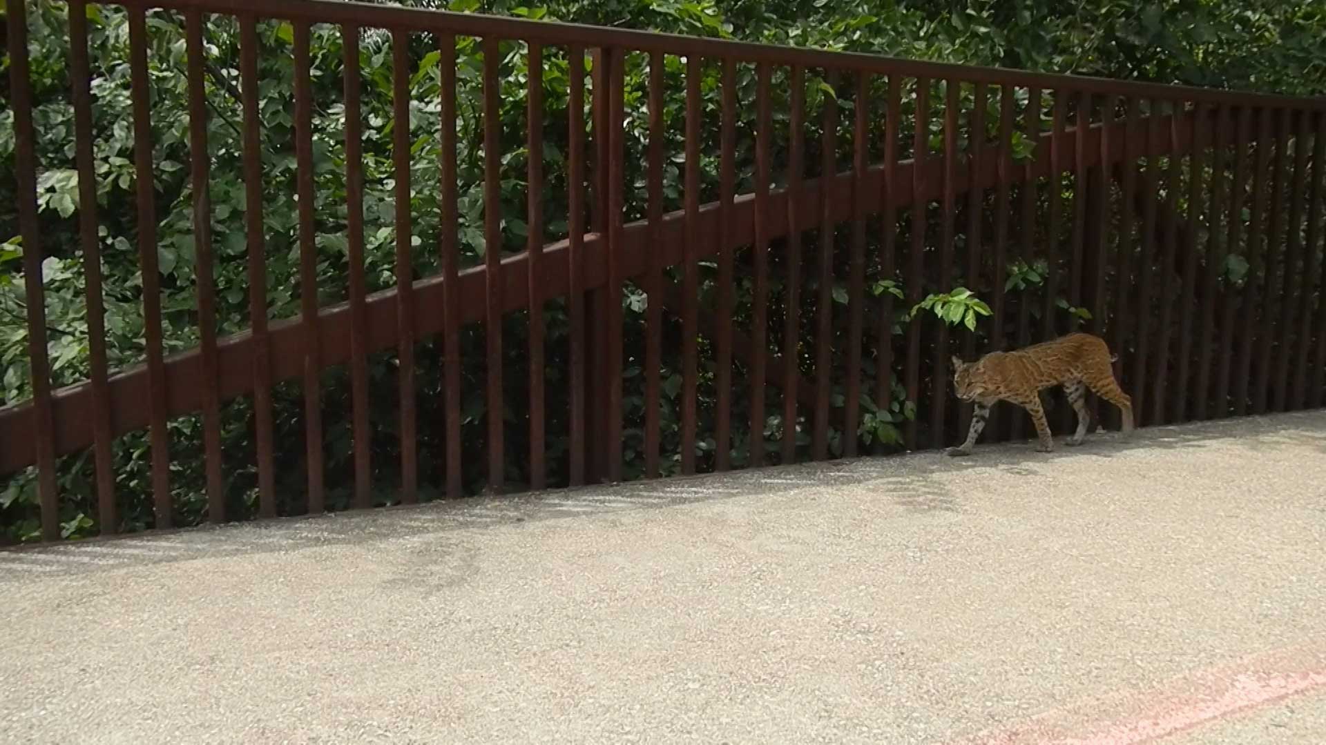 Frog Pond, Big City Cats & Mustang Island