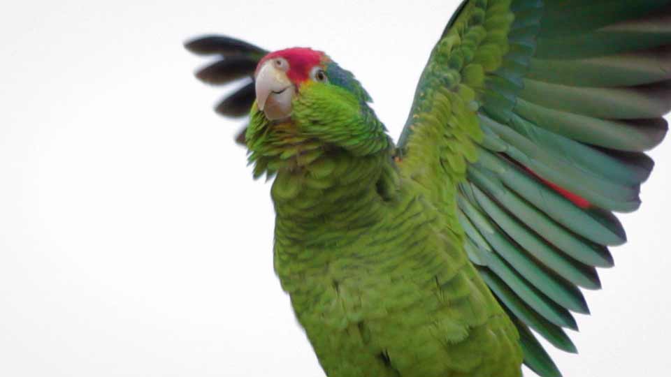 Counting Parrots, Interpreting Parks, Woodpecker Search