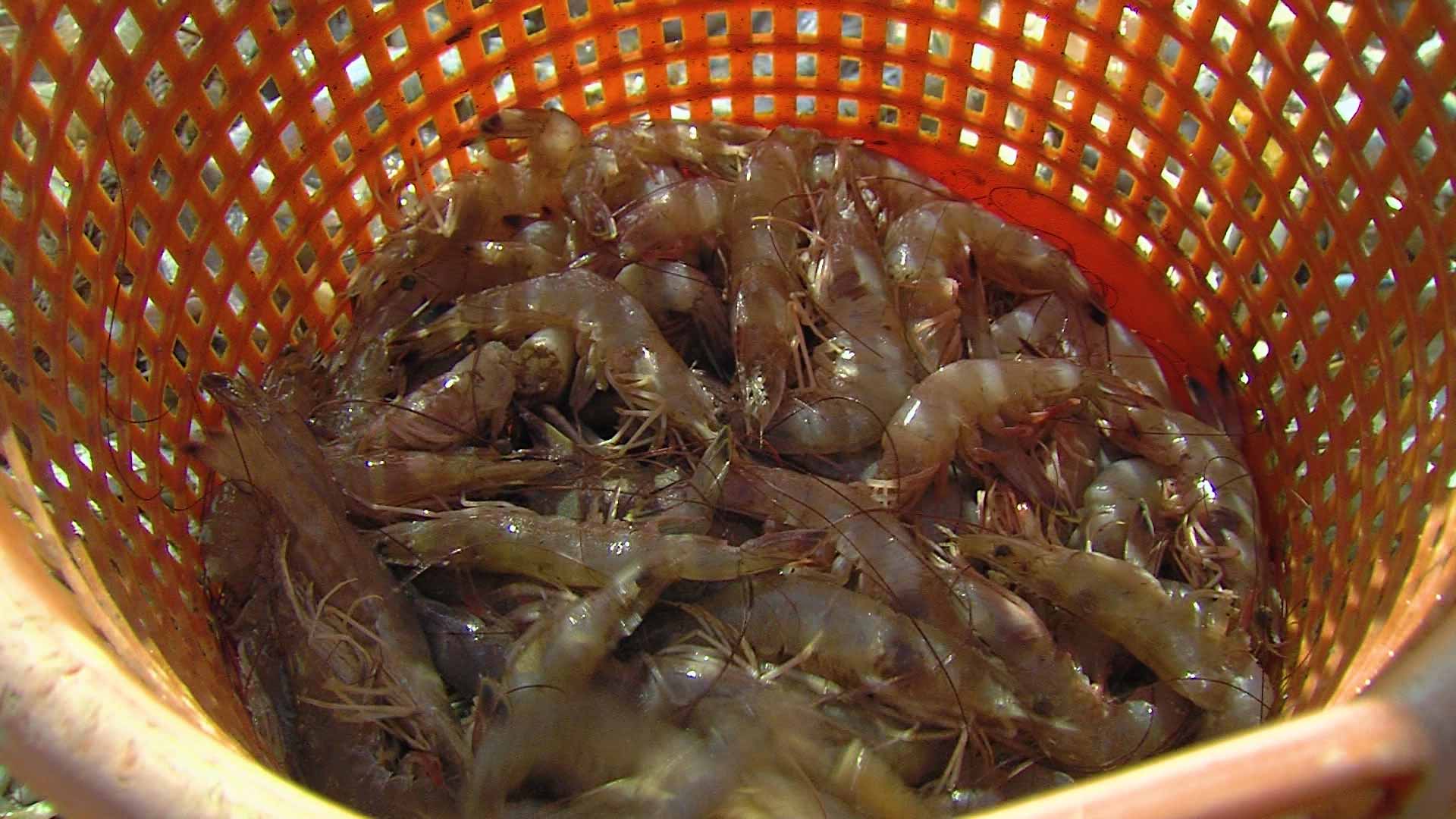 Shrimp Science, Family Prairie, Big Bend Blooms