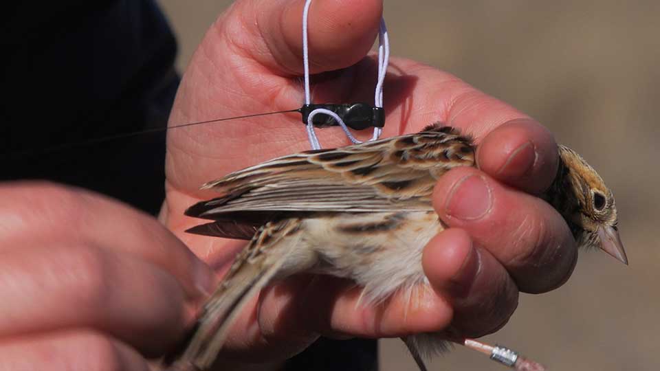 Grassland Sparrows, Fort Boggy Fun, Wildlife Selfies