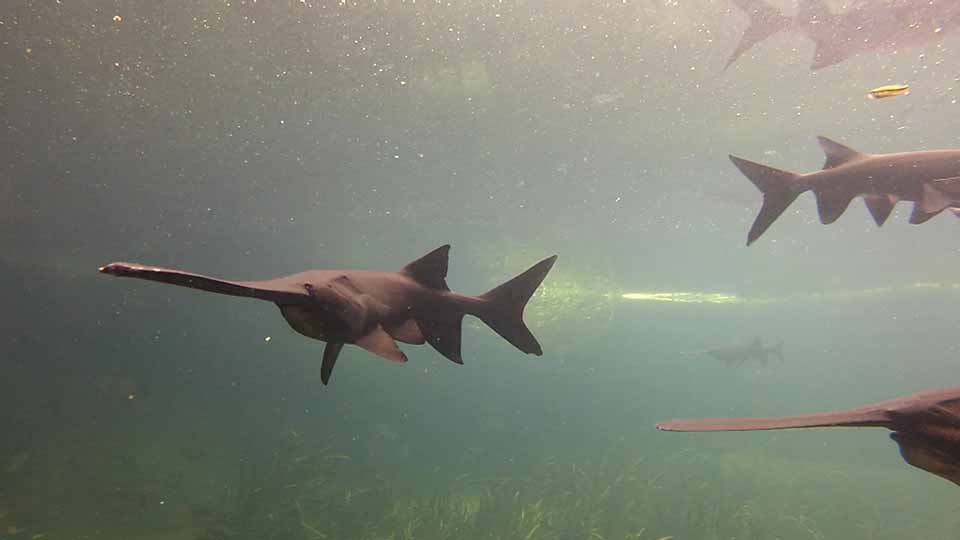 First Hunt, Preserving History & Paddlefish