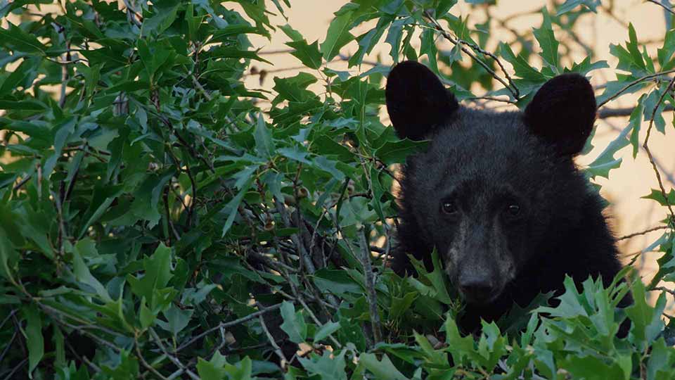 Black Bears, Seminole Canyon & Texas Bigfoot