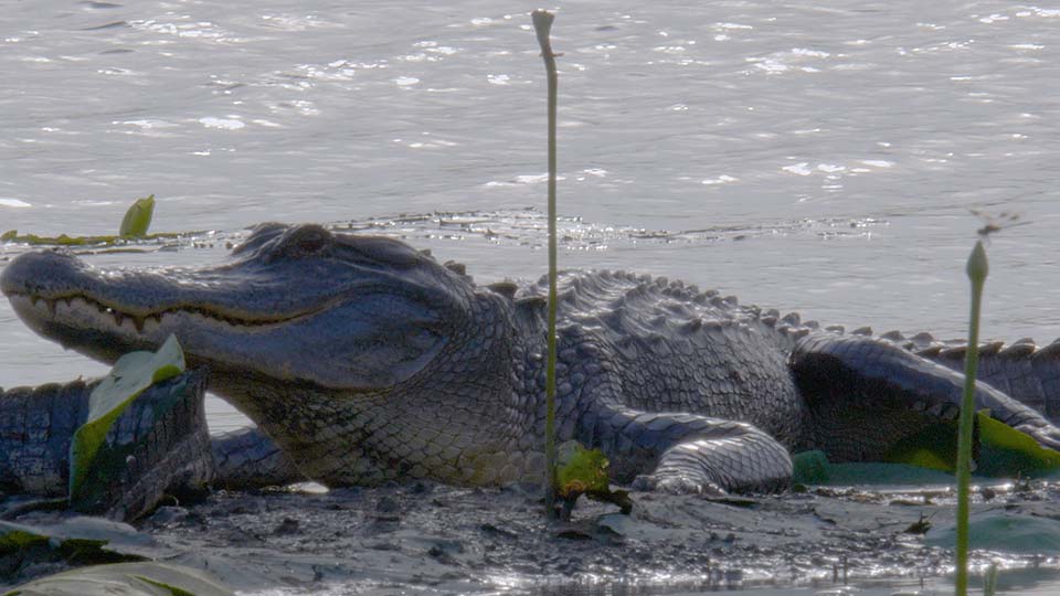 Gator Guardians, Hunting Las Palomas & Mattox Prairie