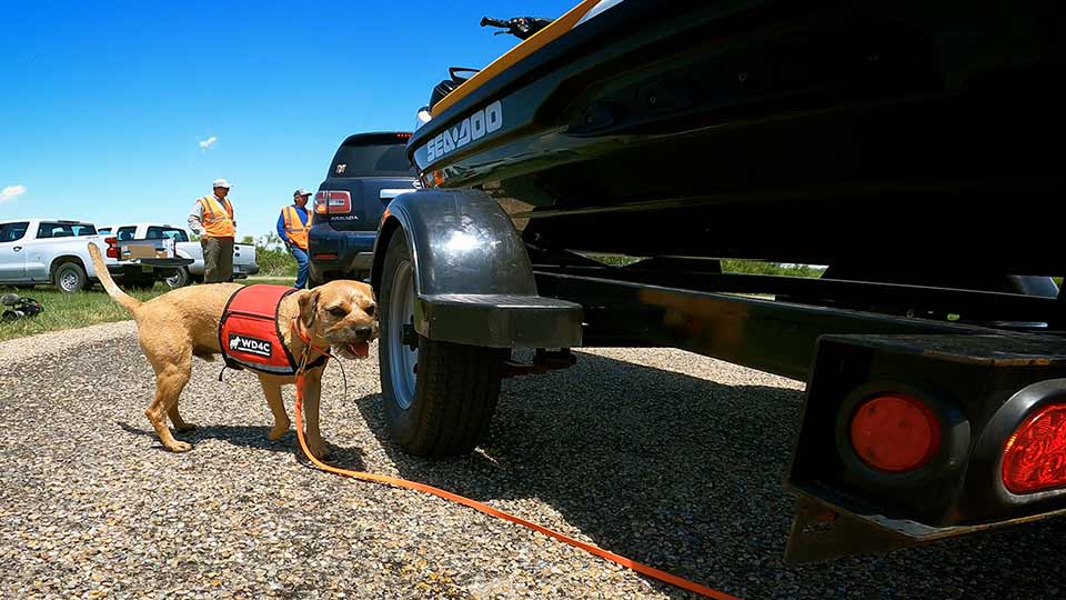 Conservation Dog Squad, Playa Protector, Jetty Fishing