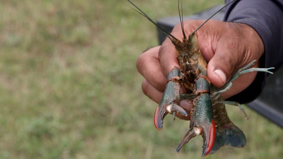 Crayfish Concerns, Mentored Fishing, Cooking Drum