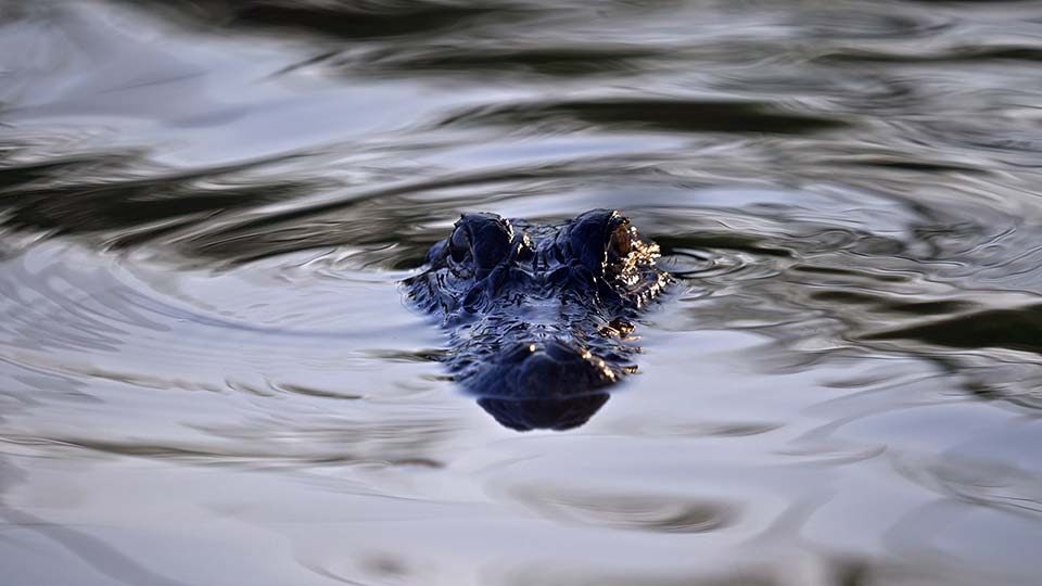 Alligator Tracking, Goliad Illumination, Habitat Barge