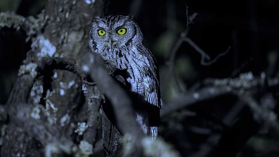 Talking to Owls, Biking Caprock Canyons, Birding Padre