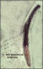 Red Mangrove Seedling Sea-bean