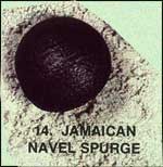 Jamaican Navel Spurge Sea-beans