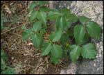 Western Poison Ivy; Photo Courtesy Dave Powell, USDA Forest Service