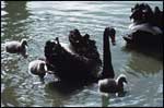 Baby Black Swans