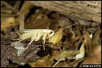 American Cockroach Albino; Photo Courtesy Daniel R. Suiter, The University of Georgia, www.forestryimages.org