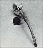 Small skull with long, curved beak