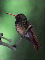 Buffbellied Hummingbird