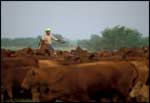 Cattle Drive on King Ranch