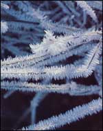 Frost Pattern