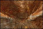 Tree rings reveal the age of a tree