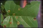 Tuliptree Leaf Spot Gall Midge; Photo Courtesy Lance S. Risley, William Paterson University, www.forestryimages.org