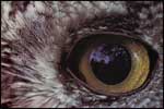Owl Eye Pattern