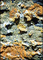 Lichen growing on rocks