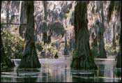 Photo of Bald Cypress-Water Tupelo Swamp; links to large photo.