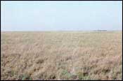 Photo of Bluestem Grassland; links to large photo.