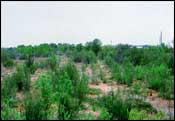 Photo of Cottonwood-Hackberry-Saltcedar Brush/Woods; links to large photo.