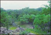 Photo of Live Oak-Mesquite Parks; links to large photo.