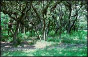 Photo of Live Oak Woods / Parks; links to large photo.