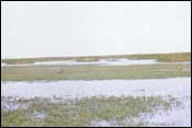 Photo of Marsh/Barrier Island Subtype 1; links to large photo.