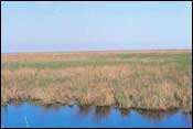Photo of Marsh/Barrier Island Subtype 2; links to large photo.