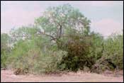 Photo of Mesquite-Granjeno Woods; links to large photo.